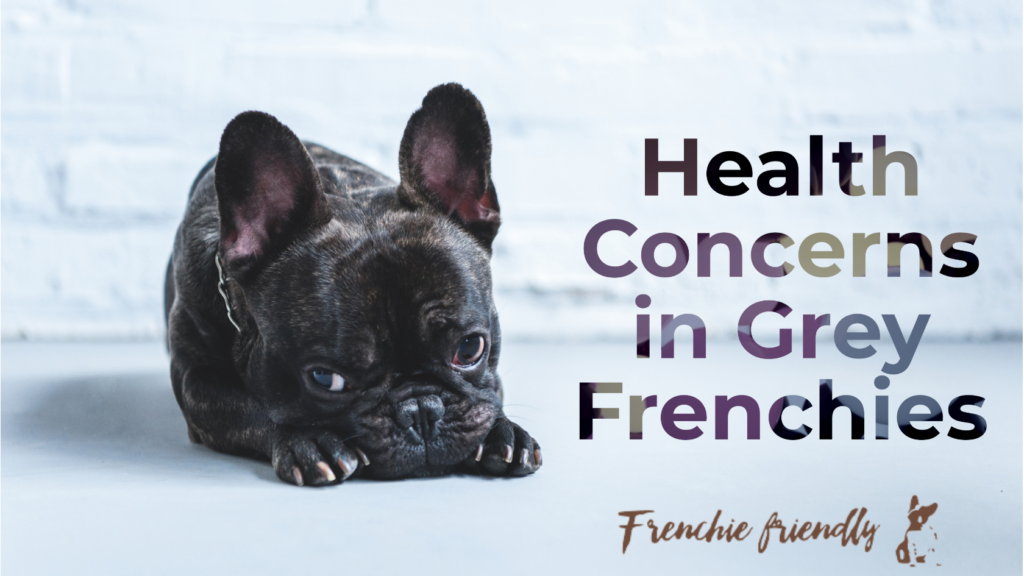 Health problems in grey french bulldog