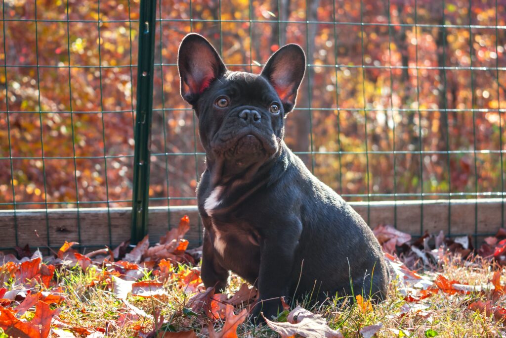 grey french bulldog size