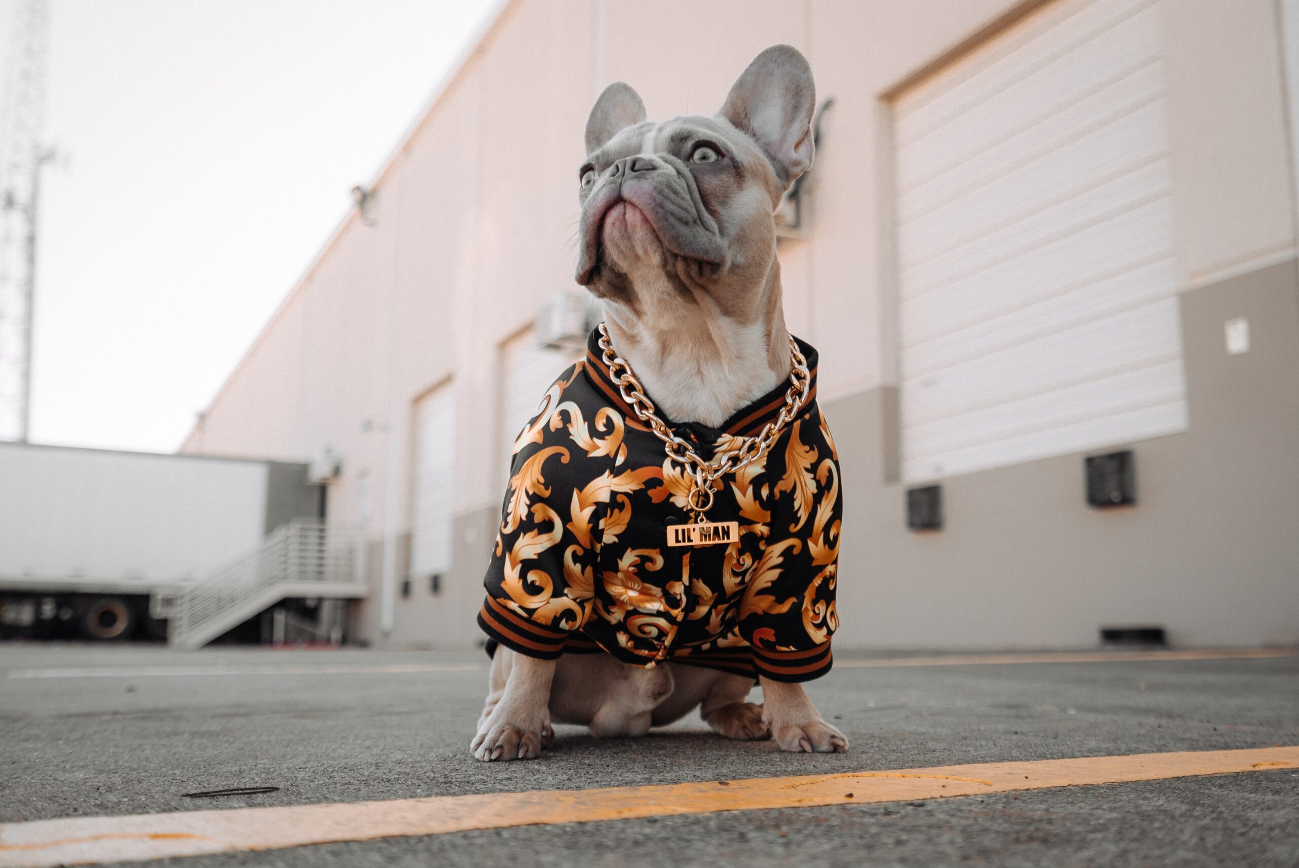 Merle French Bulldog