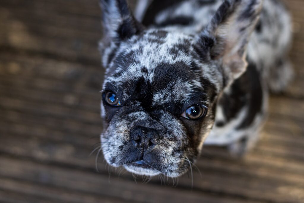 Merle French Bulldog