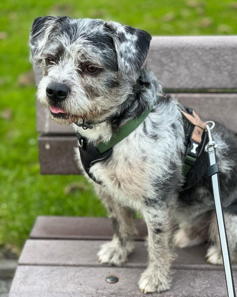 French Bulldog Poodle Mix