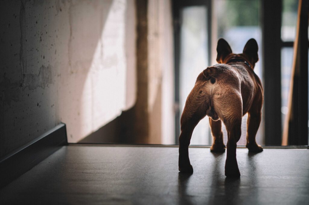 French Bulldog Tail