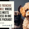 Frenchie Doodle Mix