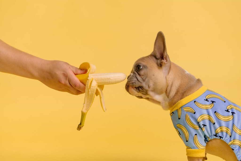 can frenchies eat bananas