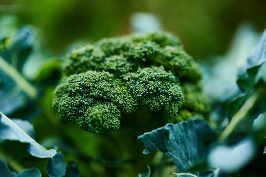 can frenchies eat broccoli