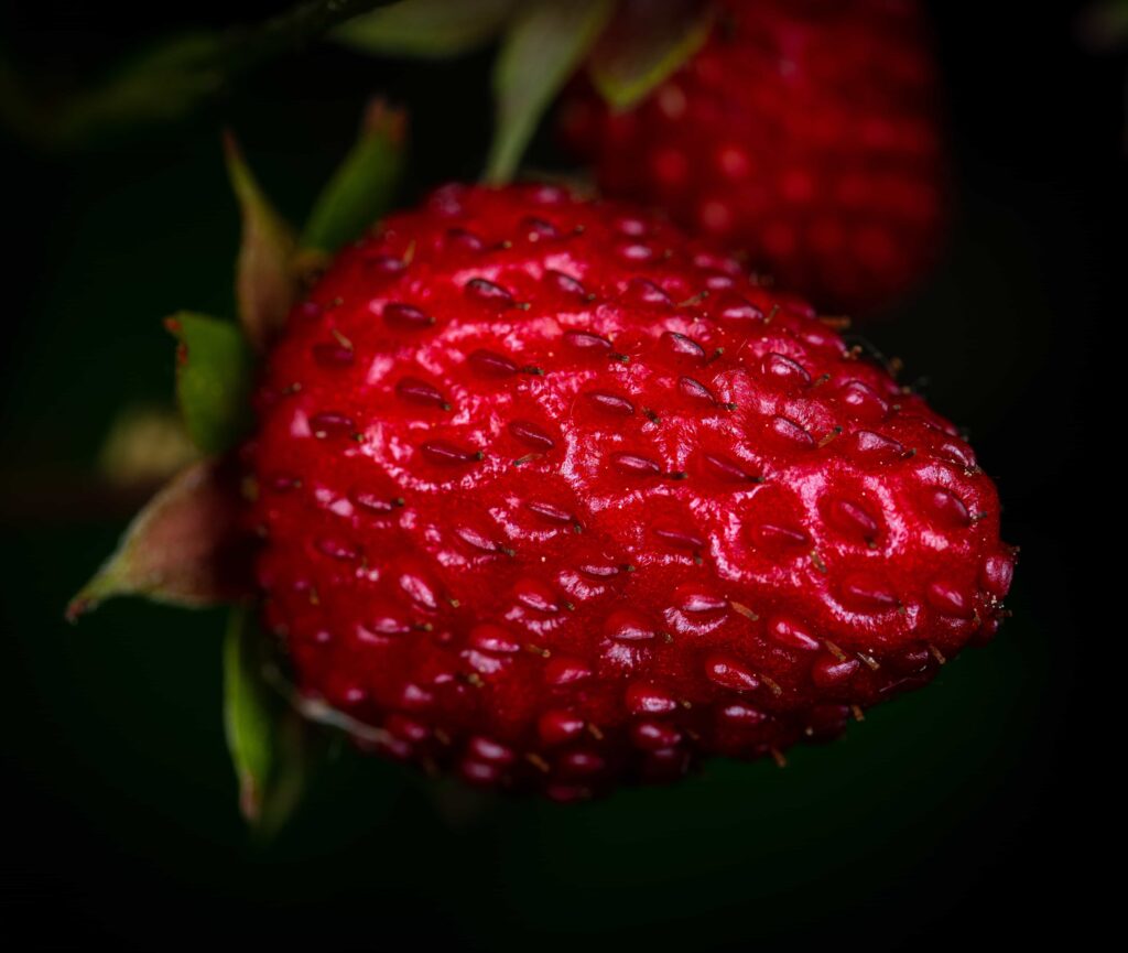 can frenchies eat strawberries